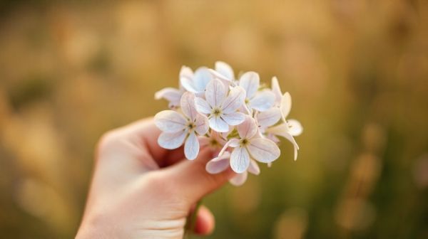 Les avantages des fleurs de cbd et comment les choisir